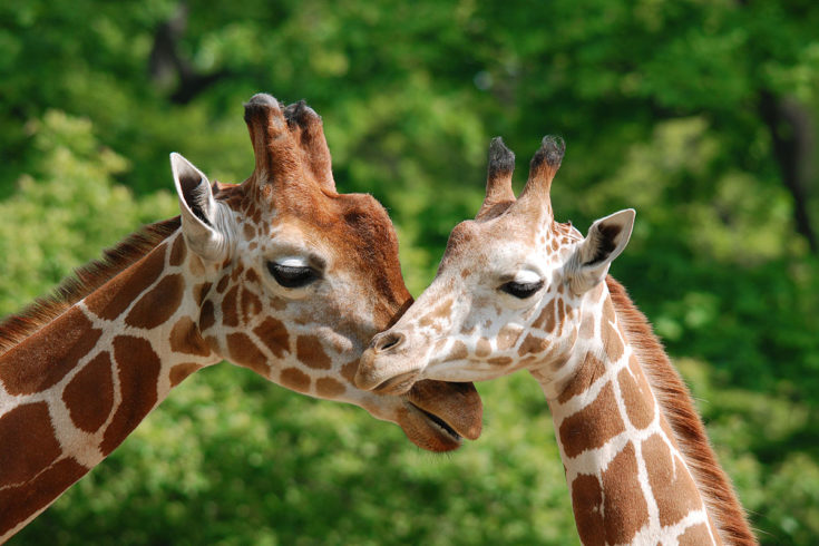 Zoo Salzburg - Ausflugsziel im Salzburger Land